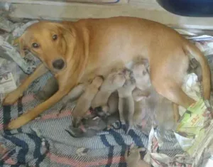 Cachorro raça VIRALATA idade  nome SEM NOME