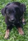 Cachorro ra a Vira Lata idade Abaixo de 2 meses nome Sem Nome