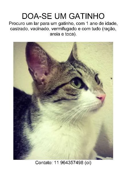 Gato raça Desconhecida idade 1 ano nome Jiraya
