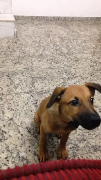Cachorro ra a SRD idade 2 a 6 meses nome Mike