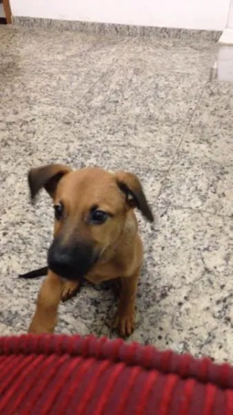 Cachorro ra a SRD idade 2 a 6 meses nome Mike