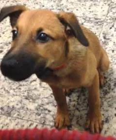 Cachorro ra a SRD idade 2 a 6 meses nome Mike