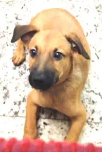 Cachorro raça SRD idade 2 a 6 meses nome Mike