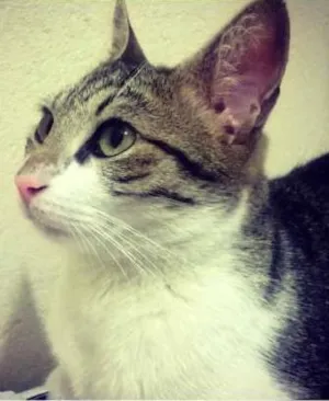 Gato raça Desconhecida idade 1 ano nome Jiraya