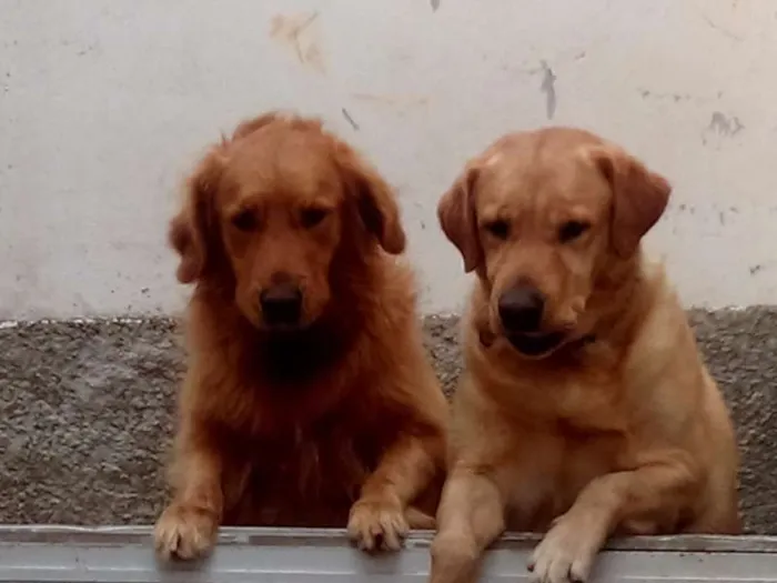 Cachorro ra a Labragolden idade 3 anos nome Fred