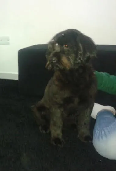 Cachorro ra a SRD - POODLE COM CHOW CHOW idade 3 anos nome CINDY
