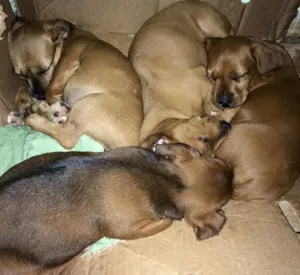 Cachorro raça indefinida idade 2 a 6 meses nome Sem nome