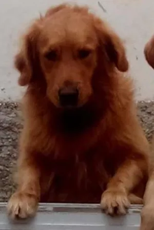 Cachorro raça Golden Retriver idade 4 anos nome Mathias