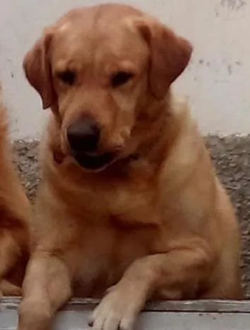 Cachorro ra a Labragolden idade 3 anos nome Fred