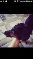 fera