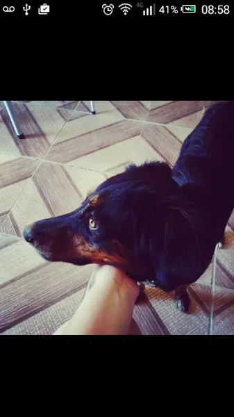 Cachorro ra a vira lata idade 1 ano nome fera