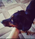 fera