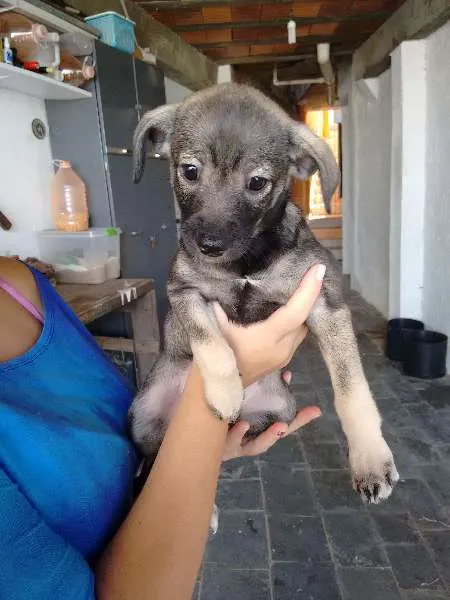 Cachorro ra a sem raça definida idade Abaixo de 2 meses nome sem nomes ainda