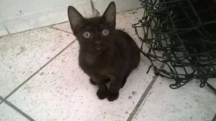 Gato raça MESTIÇO idade 2 a 6 meses nome PRETINHO