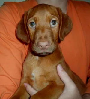 Cachorro raça SRD idade 2 a 6 meses nome Eddie