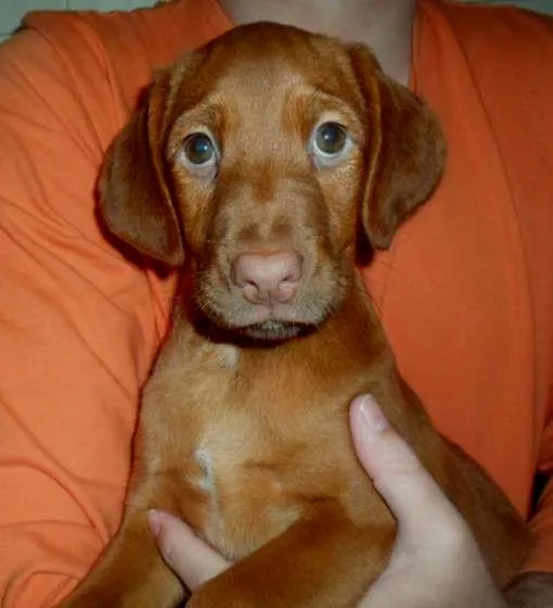 Cachorro ra a SRD idade 2 a 6 meses nome Eddie