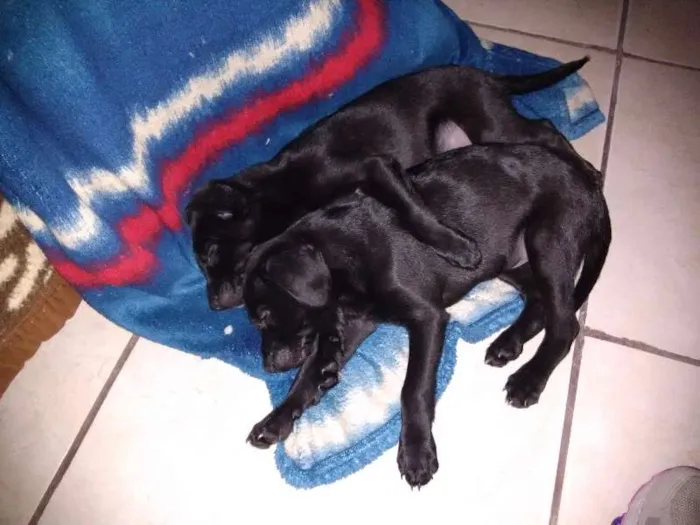 Cachorro ra a sem raça definida idade Abaixo de 2 meses nome sem nomes ainda