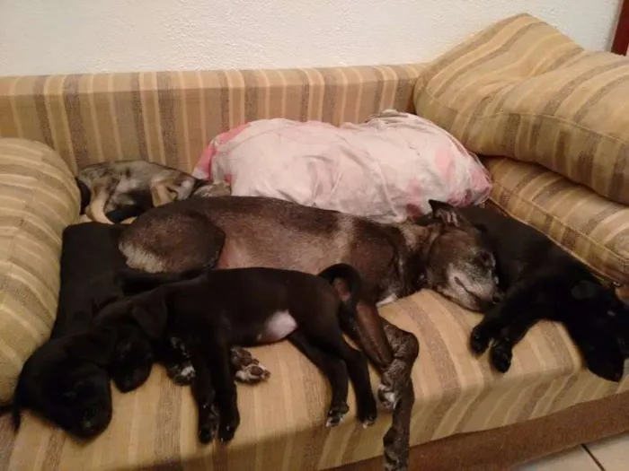 Cachorro ra a sem raça definida idade Abaixo de 2 meses nome sem nomes ainda