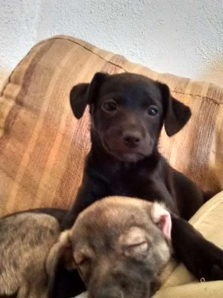 Cachorro ra a sem raça definida idade Abaixo de 2 meses nome sem nomes ainda