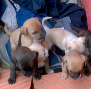 Cachorro raça viralata idade Abaixo de 2 meses nome nao tem
