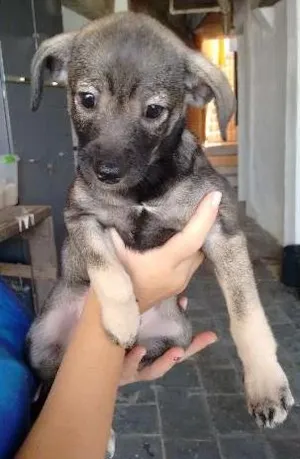 Cachorro raça sem raça definida idade Abaixo de 2 meses nome sem nomes ainda