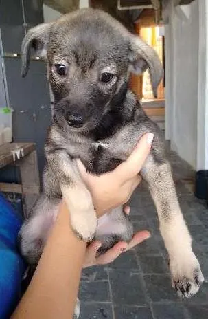 Cachorro ra a sem raça definida idade Abaixo de 2 meses nome sem nomes ainda