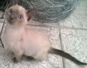 Gato raça MESTIÇO idade 2 a 6 meses nome BRANQUINHO
