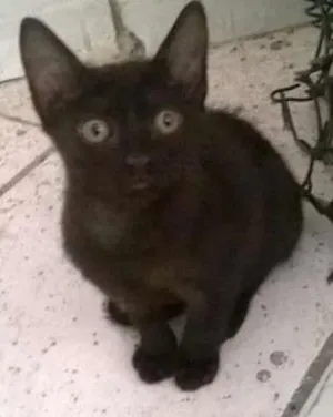 Gato raça MESTIÇO idade 2 a 6 meses nome PRETINHO