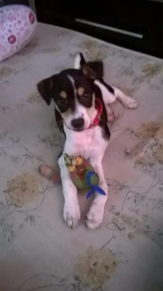 Cachorro ra a srd idade 2 a 6 meses nome Mixirica