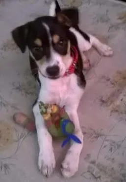 Cachorro raça srd idade 2 a 6 meses nome Mixirica