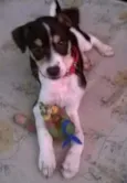Mixirica
