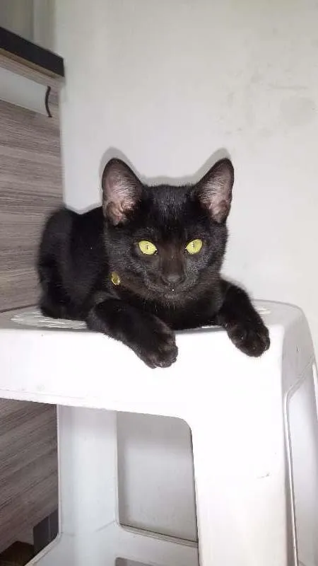 Gato ra a srd idade 2 a 6 meses nome Pelé  e Pantera 