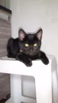 Pelé e Pantera