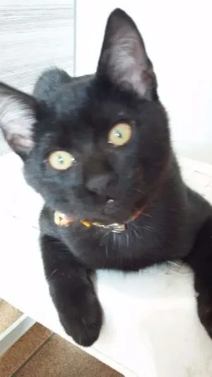 Gato raça srd idade 2 a 6 meses nome Pelé  e Pantera 