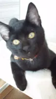 Pelé e Pantera