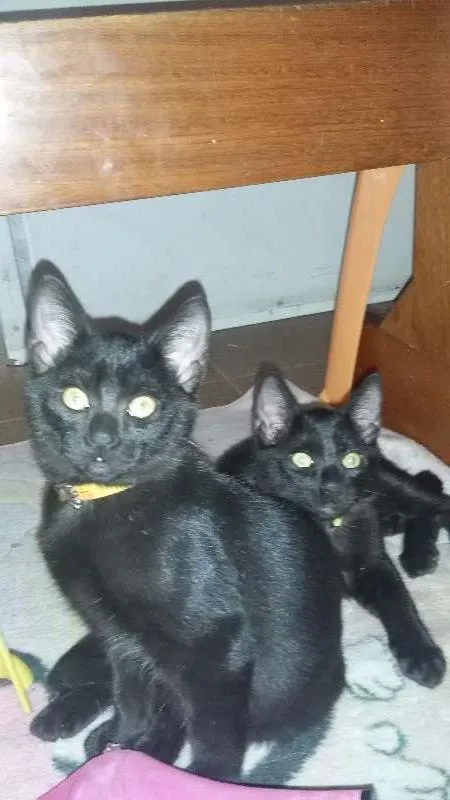Gato ra a srd idade 2 a 6 meses nome Pelé  e Pantera 