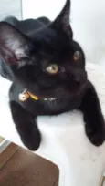 Pelé e Pantera