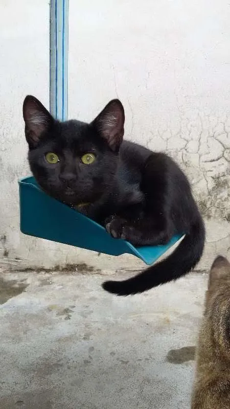 Gato ra a srd idade 2 a 6 meses nome Pelé  e Pantera 