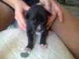 Pretinha