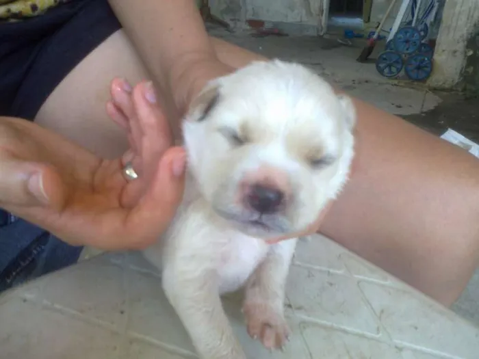 Cachorro raça  idade Abaixo de 2 meses nome Branquinha