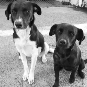 Cachorro raça vira lata idade 2 anos nome mugen e kora