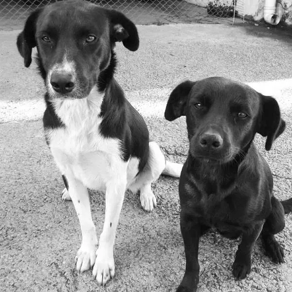 Cachorro ra a vira lata idade 2 anos nome mugen e kora