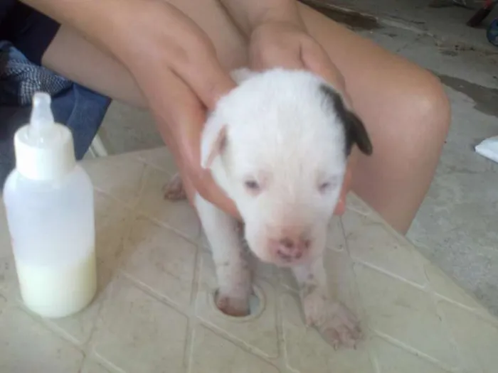 Cachorro raça  idade Abaixo de 2 meses nome Mimosa