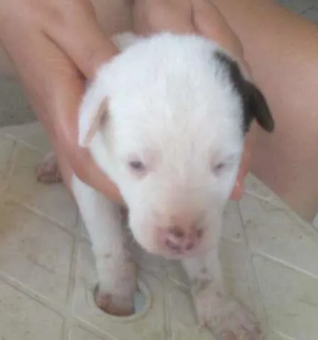 Cachorro raça  idade Abaixo de 2 meses nome Mimosa