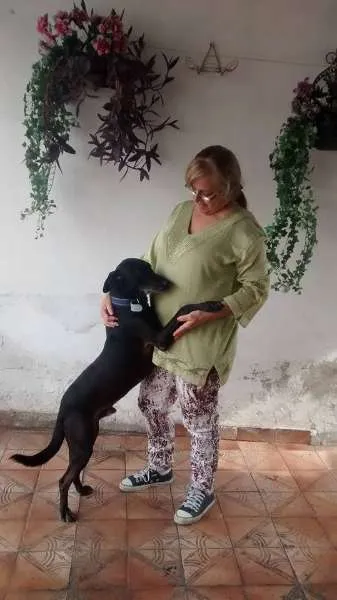 Cachorro ra a srd idade 3 anos nome Mickey