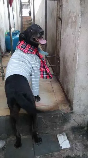 Cachorro ra a srd idade 3 anos nome Mickey