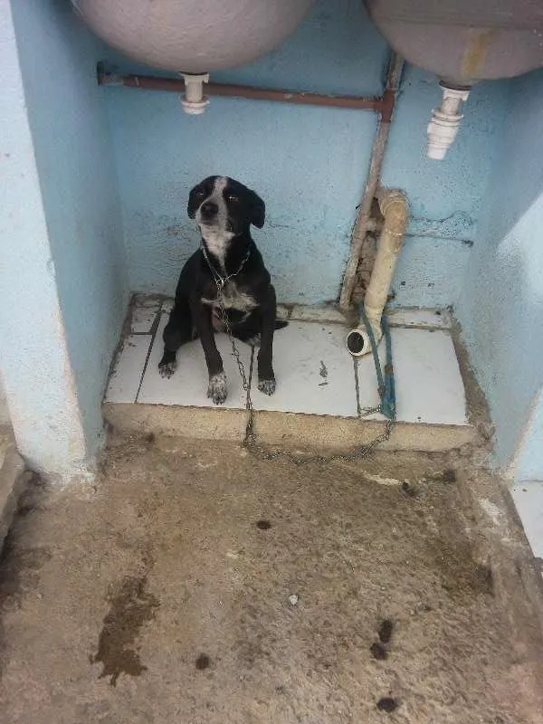 Cachorro ra a Vira lata idade 2 a 6 meses nome Beyonce