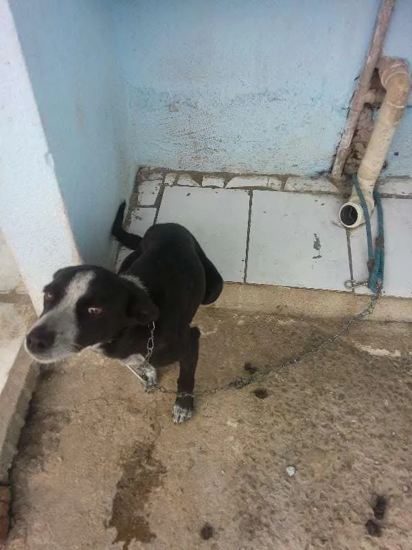 Cachorro ra a Vira lata idade 2 a 6 meses nome Beyonce