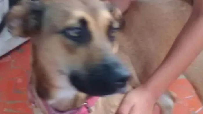 Cachorro ra a srd idade 1 ano nome Nina