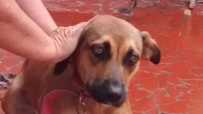 Cachorro ra a srd idade 1 ano nome Nina